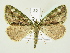  ( - BC ZSM Lep 81928)  @15 [ ] CreativeCommons - Attribution Non-Commercial Share-Alike (2014) Axel Hausmann/Bavarian State Collection of Zoology (ZSM) SNSB, Zoologische Staatssammlung Muenchen