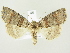  ( - BC ZSM Lep 81942)  @14 [ ] CreativeCommons - Attribution Non-Commercial Share-Alike (2014) Axel Hausmann/Bavarian State Collection of Zoology (ZSM) SNSB, Zoologische Staatssammlung Muenchen
