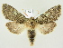  ( - BC ZSM Lep 81948)  @14 [ ] CreativeCommons - Attribution Non-Commercial Share-Alike (2014) Axel Hausmann/Bavarian State Collection of Zoology (ZSM) SNSB, Zoologische Staatssammlung Muenchen