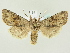  ( - BC ZSM Lep 81950)  @13 [ ] CreativeCommons - Attribution Non-Commercial Share-Alike (2014) Axel Hausmann/Bavarian State Collection of Zoology (ZSM) SNSB, Zoologische Staatssammlung Muenchen