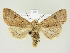  (Orthosia cruda - BC ZSM Lep 81991)  @14 [ ] CreativeCommons - Attribution Non-Commercial Share-Alike (2014) Axel Hausmann/Bavarian State Collection of Zoology (ZSM) SNSB, Zoologische Staatssammlung Muenchen