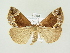  ( - BC ZSM Lep 82000)  @11 [ ] CreativeCommons - Attribution Non-Commercial Share-Alike (2014) Axel Hausmann/Bavarian State Collection of Zoology (ZSM) SNSB, Zoologische Staatssammlung Muenchen