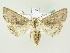  ( - BC ZSM Lep 82038)  @15 [ ] CreativeCommons - Attribution Non-Commercial Share-Alike (2014) Axel Hausmann/Bavarian State Collection of Zoology (ZSM) SNSB, Zoologische Staatssammlung Muenchen
