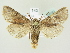  ( - BC ZSM Lep 82039)  @13 [ ] CreativeCommons - Attribution Non-Commercial Share-Alike (2014) Axel Hausmann/Bavarian State Collection of Zoology (ZSM) SNSB, Zoologische Staatssammlung Muenchen