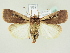  ( - BC ZSM Lep 82058)  @15 [ ] CreativeCommons - Attribution Non-Commercial Share-Alike (2014) Axel Hausmann/Bavarian State Collection of Zoology (ZSM) SNSB, Zoologische Staatssammlung Muenchen