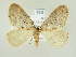  ( - BC ZSM Lep 82059)  @14 [ ] CreativeCommons - Attribution Non-Commercial Share-Alike (2014) Axel Hausmann/Bavarian State Collection of Zoology (ZSM) SNSB, Zoologische Staatssammlung Muenchen