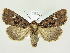  ( - BC ZSM Lep 82078)  @14 [ ] CreativeCommons - Attribution Non-Commercial Share-Alike (2014) Axel Hausmann/Bavarian State Collection of Zoology (ZSM) SNSB, Zoologische Staatssammlung Muenchen