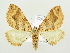 ( - BC ZSM Lep 82100)  @14 [ ] CreativeCommons - Attribution Non-Commercial Share-Alike (2014) Axel Hausmann/Bavarian State Collection of Zoology (ZSM) SNSB, Zoologische Staatssammlung Muenchen