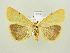  (Cybosia mesomella - BC ZSM Lep 82119)  @15 [ ] CreativeCommons - Attribution Non-Commercial Share-Alike (2014) Axel Hausmann/Bavarian State Collection of Zoology (ZSM) SNSB, Zoologische Staatssammlung Muenchen