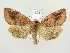  ( - BC ZSM Lep 82120)  @14 [ ] CreativeCommons - Attribution Non-Commercial Share-Alike (2014) Axel Hausmann/Bavarian State Collection of Zoology (ZSM) SNSB, Zoologische Staatssammlung Muenchen