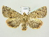  ( - BC ZSM Lep 82122)  @14 [ ] CreativeCommons - Attribution Non-Commercial Share-Alike (2014) Axel Hausmann/Bavarian State Collection of Zoology (ZSM) SNSB, Zoologische Staatssammlung Muenchen