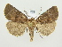  (Charanyca ferruginea - BC ZSM Lep 82125)  @14 [ ] CreativeCommons - Attribution Non-Commercial Share-Alike (2014) Axel Hausmann/Bavarian State Collection of Zoology (ZSM) SNSB, Zoologische Staatssammlung Muenchen