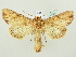  ( - BC ZSM Lep 82141)  @14 [ ] CreativeCommons - Attribution Non-Commercial Share-Alike (2014) Axel Hausmann/Bavarian State Collection of Zoology (ZSM) SNSB, Zoologische Staatssammlung Muenchen