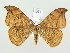  ( - BC ZSM Lep 82157)  @14 [ ] CreativeCommons - Attribution Non-Commercial Share-Alike (2014) Axel Hausmann/Bavarian State Collection of Zoology (ZSM) SNSB, Zoologische Staatssammlung Muenchen