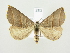  ( - BC ZSM Lep 82179)  @14 [ ] CreativeCommons - Attribution Non-Commercial Share-Alike (2014) Axel Hausmann/Bavarian State Collection of Zoology (ZSM) SNSB, Zoologische Staatssammlung Muenchen