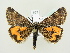  ( - BC ZSM Lep 82203)  @14 [ ] CreativeCommons - Attribution Non-Commercial Share-Alike (2014) Axel Hausmann/Bavarian State Collection of Zoology (ZSM) SNSB, Zoologische Staatssammlung Muenchen