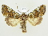  (Crypsedra gemmea - BC ZSM Lep 82210)  @15 [ ] CreativeCommons - Attribution Non-Commercial Share-Alike (2014) Axel Hausmann/Bavarian State Collection of Zoology (ZSM) SNSB, Zoologische Staatssammlung Muenchen