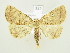  ( - BC ZSM Lep 82217)  @13 [ ] CreativeCommons - Attribution Non-Commercial Share-Alike (2014) Axel Hausmann/Bavarian State Collection of Zoology (ZSM) SNSB, Zoologische Staatssammlung Muenchen