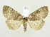  ( - BC ZSM Lep 82224)  @14 [ ] CreativeCommons - Attribution Non-Commercial Share-Alike (2014) Axel Hausmann/Bavarian State Collection of Zoology (ZSM) SNSB, Zoologische Staatssammlung Muenchen