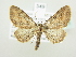  ( - BC ZSM Lep 82245)  @14 [ ] CreativeCommons - Attribution Non-Commercial Share-Alike (2014) Axel Hausmann/Bavarian State Collection of Zoology (ZSM) SNSB, Zoologische Staatssammlung Muenchen