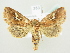  ( - BC ZSM Lep 82249)  @14 [ ] CreativeCommons - Attribution Non-Commercial Share-Alike (2014) Axel Hausmann/Bavarian State Collection of Zoology (ZSM) SNSB, Zoologische Staatssammlung Muenchen