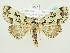  ( - BC ZSM Lep 82253)  @13 [ ] CreativeCommons - Attribution Non-Commercial Share-Alike (2014) Axel Hausmann/Bavarian State Collection of Zoology (ZSM) SNSB, Zoologische Staatssammlung Muenchen