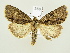  ( - BC ZSM Lep 82256)  @14 [ ] CreativeCommons - Attribution Non-Commercial Share-Alike (2014) Axel Hausmann/Bavarian State Collection of Zoology (ZSM) SNSB, Zoologische Staatssammlung Muenchen