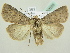  ( - BC ZSM Lep 82258)  @14 [ ] CreativeCommons - Attribution Non-Commercial Share-Alike (2014) Axel Hausmann/Bavarian State Collection of Zoology (ZSM) SNSB, Zoologische Staatssammlung Muenchen