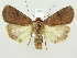  (Xestia xanthographa - BC ZSM Lep 82276)  @15 [ ] CreativeCommons - Attribution Non-Commercial Share-Alike (2014) Axel Hausmann/Bavarian State Collection of Zoology (ZSM) SNSB, Zoologische Staatssammlung Muenchen