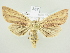  ( - BC ZSM Lep 82283)  @13 [ ] CreativeCommons - Attribution Non-Commercial Share-Alike (2014) Axel Hausmann/Bavarian State Collection of Zoology (ZSM) SNSB, Zoologische Staatssammlung Muenchen
