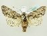  ( - BC ZSM Lep 82287)  @15 [ ] CreativeCommons - Attribution Non-Commercial Share-Alike (2014) Axel Hausmann/Bavarian State Collection of Zoology (ZSM) SNSB, Zoologische Staatssammlung Muenchen