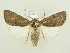  ( - BC ZSM Lep 82288)  @14 [ ] CreativeCommons - Attribution Non-Commercial Share-Alike (2014) Axel Hausmann/Bavarian State Collection of Zoology (ZSM) SNSB, Zoologische Staatssammlung Muenchen