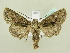  ( - BC ZSM Lep 82293)  @13 [ ] CreativeCommons - Attribution Non-Commercial Share-Alike (2014) Axel Hausmann/Bavarian State Collection of Zoology (ZSM) SNSB, Zoologische Staatssammlung Muenchen