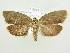  ( - BC ZSM Lep 82777)  @14 [ ] CreativeCommons - Attribution Non-Commercial Share-Alike (2014) Axel Hausmann/Bavarian State Collection of Zoology (ZSM) SNSB, Zoologische Staatssammlung Muenchen