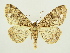  ( - BC ZSM Lep 82796)  @14 [ ] CreativeCommons - Attribution Non-Commercial Share-Alike (2014) Axel Hausmann/Bavarian State Collection of Zoology (ZSM) SNSB, Zoologische Staatssammlung Muenchen