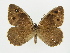  (Hipparchia statilinus - BC ZSM Lep 82857)  @14 [ ] CreativeCommons - Attribution Non-Commercial Share-Alike (2014) Axel Hausmann/Bavarian State Collection of Zoology (ZSM) SNSB, Zoologische Staatssammlung Muenchen