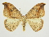  ( - BC ZSM Lep 82883)  @14 [ ] CreativeCommons - Attribution Non-Commercial Share-Alike (2014) Axel Hausmann/Bavarian State Collection of Zoology (ZSM) SNSB, Zoologische Staatssammlung Muenchen