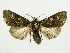  ( - BC ZSM Lep 82887)  @14 [ ] CreativeCommons - Attribution Non-Commercial Share-Alike (2014) Axel Hausmann/Bavarian State Collection of Zoology (ZSM) SNSB, Zoologische Staatssammlung Muenchen
