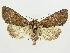  ( - BC ZSM Lep 82901)  @14 [ ] CreativeCommons - Attribution Non-Commercial Share-Alike (2014) Axel Hausmann/Bavarian State Collection of Zoology (ZSM) SNSB, Zoologische Staatssammlung Muenchen