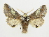  ( - BC ZSM Lep 82911)  @15 [ ] CreativeCommons - Attribution Non-Commercial Share-Alike (2014) Axel Hausmann/Bavarian State Collection of Zoology (ZSM) SNSB, Zoologische Staatssammlung Muenchen