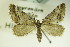  (Tephronia castiliaria - BC ZSM Lep 82916)  @11 [ ] CreativeCommons - Attribution Non-Commercial Share-Alike (2014) Axel Hausmann/Bavarian State Collection of Zoology (ZSM) SNSB, Zoologische Staatssammlung Muenchen