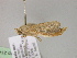  ( - BC ZSM Lep R 21429)  @12 [ ] CreativeCommons - Attribution Non-Commercial Share-Alike (2012) Axel Hausmann/Bavarian State Collection of Zoology (ZSM) SNSB, Zoologische Staatssammlung Muenchen
