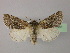  (Acronicta euphorbiae - BC ZSM Lep R 21681)  @15 [ ] CreativeCommons - Attribution Non-Commercial Share-Alike (2012) Axel Hausmann/Bavarian State Collection of Zoology (ZSM) SNSB, Zoologische Staatssammlung Muenchen