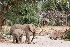  (Loxodonta africana - DQ316069)  @11 [ ] CreativeCommons - Attribution Share-Alike (2013) Greg Willis Wikimedia Commons