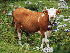  (Bos taurus - AF492350)  @15 [ ] CreativeCommons - Attribution Non-Commercial (2012) Flickr:Hermann Falkner Flickr