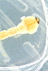  (Dicerca sp - GBOL19133)  @11 [ ] CreativeCommons - Attribution Non-Commercial Share-Alike (2016) SNSB, Staatliche Naturwissenschaftliche Sammlungen Bayerns ZSM (SNSB, Zoologische Staatssammlung Muenchen)