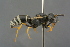  (Odynerus dusmeticus - GBOL19142)  @14 [ ] CreativeCommons - Attribution Non-Commercial Share-Alike (2016) SNSB, Staatliche Naturwissenschaftliche Sammlungen Bayerns ZSM (SNSB, Zoologische Staatssammlung Muenchen)