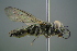  (Tachysphex spJS1716 - GBOL19393)  @13 [ ] CreativeCommons - Attribution Non-Commercial Share-Alike (2016) SNSB, Staatliche Naturwissenschaftliche Sammlungen Bayerns ZSM (SNSB, Zoologische Staatssammlung Muenchen)