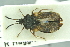  (Aradus crenatocollis - MG161b)  @11 [ ] CreativeCommons - Attribution Non-Commercial Share-Alike (2016) SNSB, Staatliche Naturwissenschaftliche Sammlungen Bayerns ZSM (SNSB, Zoologische Staatssammlung Muenchen)