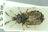  ( - MG163)  @11 [ ] CreativeCommons - Attribution Non-Commercial Share-Alike (2016) SNSB, Staatliche Naturwissenschaftliche Sammlungen Bayerns ZSM (SNSB, Zoologische Staatssammlung Muenchen)